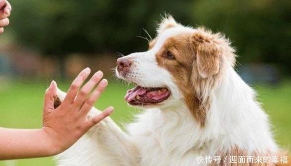  受伤|一摸“狗爪子”，狗狗就缩回来，有7个原因