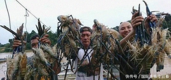 罗氏虾|越南“白脚虾”多到吃不完,国内一斤50元,想卖到中国却被拒绝