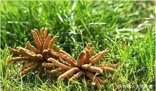 青海人参果|青海不止有美景,还有这些特产美食受大家欢迎,一定不能错过哦