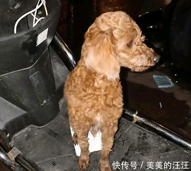  流浪|泰迪年事已高独自流浪大街，看到它的样子，男孩不忍心丢下它离开