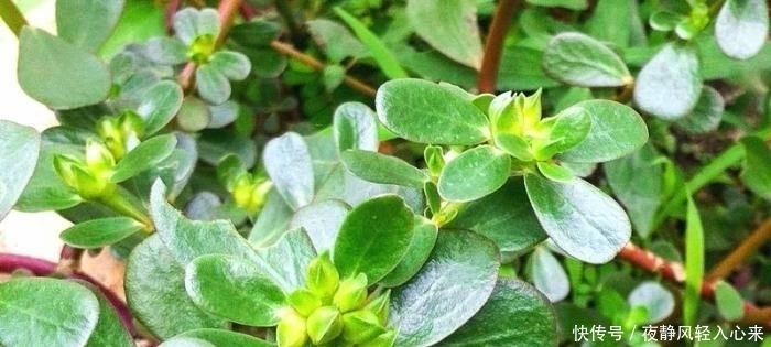  长寿菜|此菜清香甘甜,农民称它“长寿菜”,乡下路边就有,遇到带走