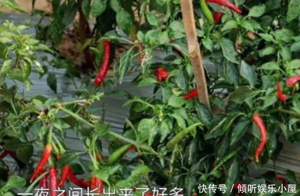 一不小心|向往4演戏痕迹太重张子枫一不小心说出实话,吓得导演都没法提醒