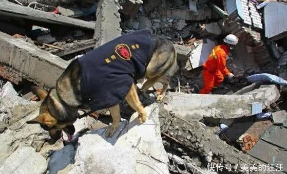 伤口|女孩被压废墟无法救援，警犬不顾伤口拖出女孩，让人感动！