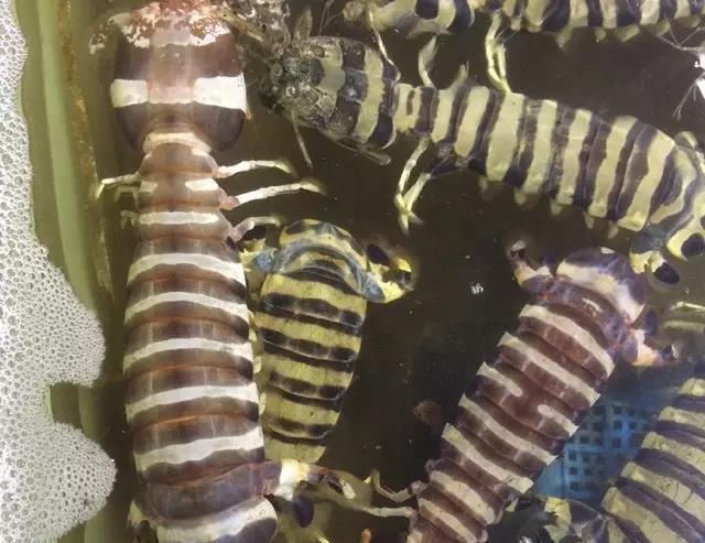 海鲜|世界上65种珍奇海鲜,贝爷都不敢说全部吃过,你吃过几种