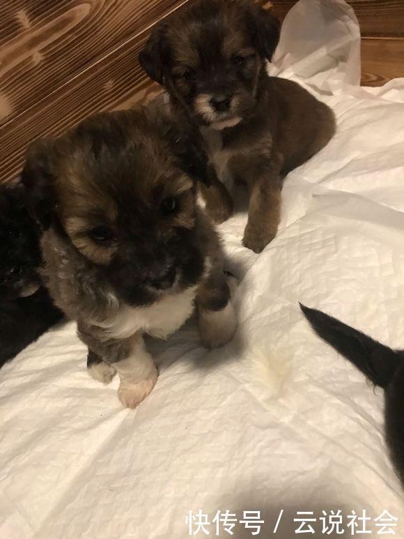 心事|路上发现只有“心事”的流浪狗，女孩带它回家后，老妈却不让进门