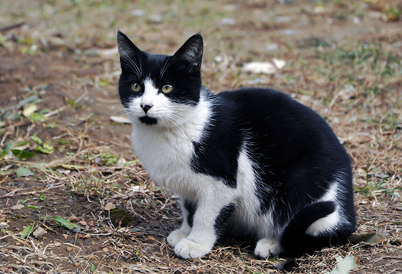  野猫|濒临灭绝物种 · 小型猫科动物 —— 野猫