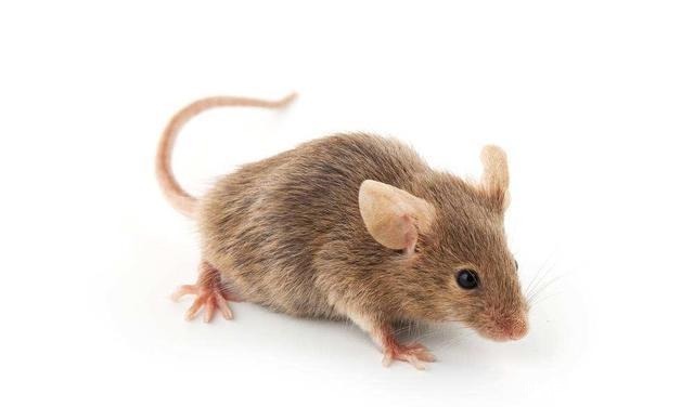 鼠年真的不吉利吗盘点一下120年来鼠年