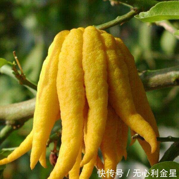 好吃|清香奇特的佛手,别致又好吃