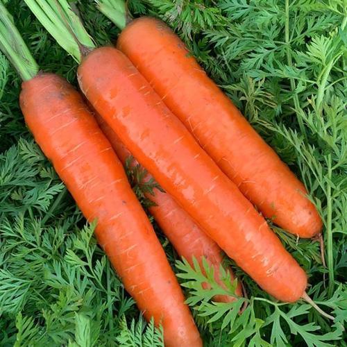 高产|农户秋栽胡萝卜,做好这三点,轻松实现高产!收成满满~