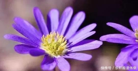 让他们|什么样的异性容易吸引十二星座的注意力狮子讲究势均力敌