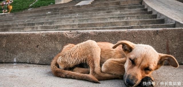 压根|这几种狗狗,一旦变成流浪狗,压根活不下去