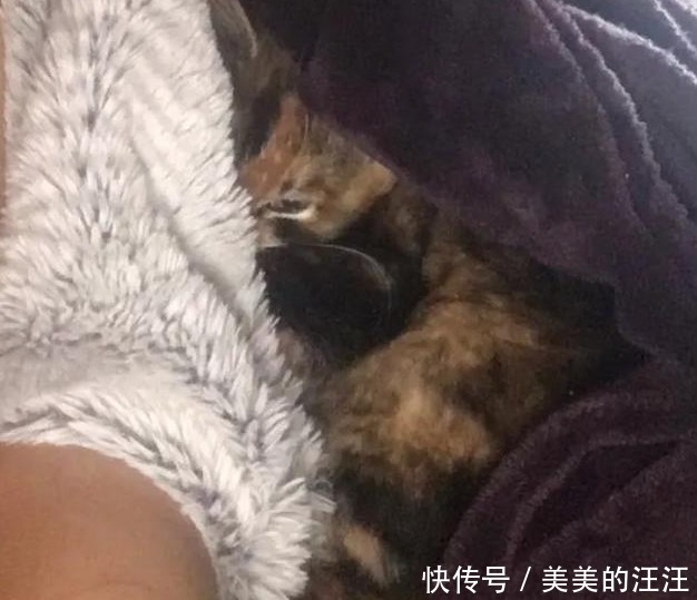 家里|流浪小猫太饿向人类求助,填饱肚子之后,赖在主人家里不走了