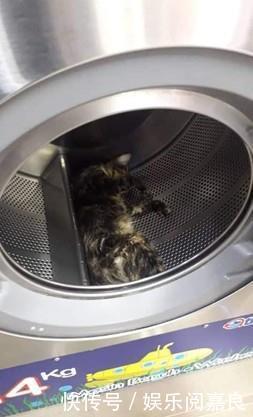 溺死|男子将三只猫扔进洗衣机溺死，引发网友骂声一片
