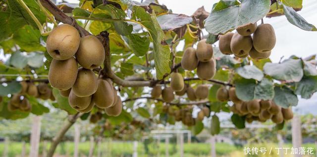  猕猴桃|三伏天遇到这水果要多吃，比苹果便宜，比西瓜香，营养丰富还好吃