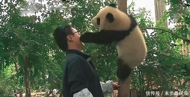  乖乖|国宝淘气爬上树玩耍，为了让它乖乖下来，饲养员们也是操碎了心