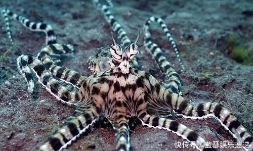 博氏孔鲬|海洋“假面舞会”开场!顶级“伪装大师”就是它!