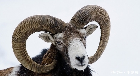  动物|世界上唯一会误杀自己的动物，就算躲过追杀，也逃不过“自杀”的命运