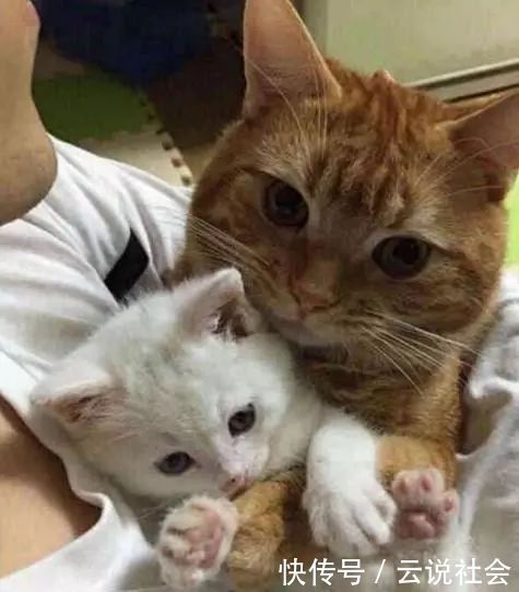 可爱|捡回一只小奶猫,橘猫一见就抱着不撒手还哭了,主人一旁笑了…