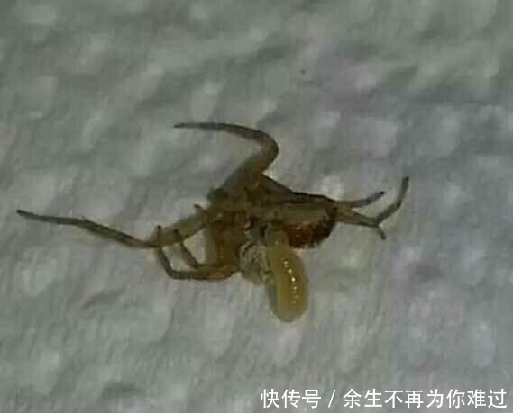  探头|女子正打扫卫生，背后掉下一块墙皮，探头一看吓得拔腿就跑