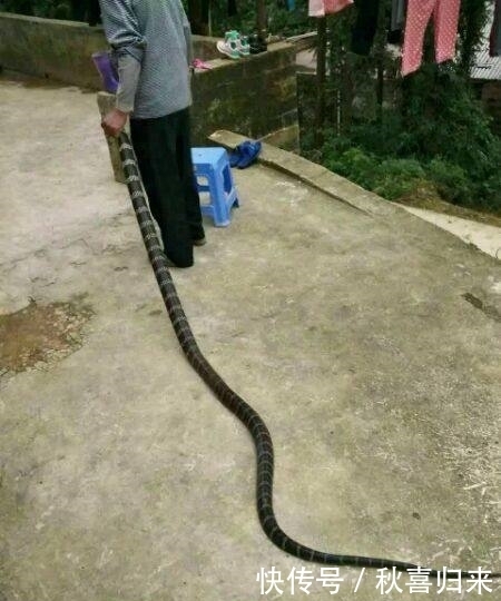 巨型|心痛,农村老汉徒手抓获这条巨型野外生物,结果却因此也害了自己