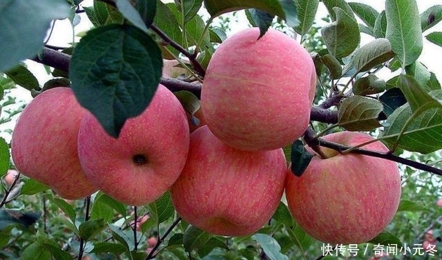 傻傻的|吃苹果,别再傻傻的生啃了,今天就教你3种苹果的新吃法
