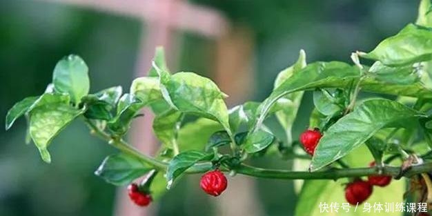 最辣|世界最辣的辣条,一盒里面只有一根,挑战者吃完后被送去洗胃