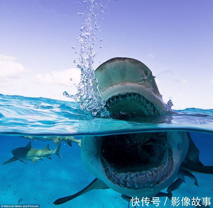  影像|影像故事：世界上最温顺的动物之一----鲨鱼