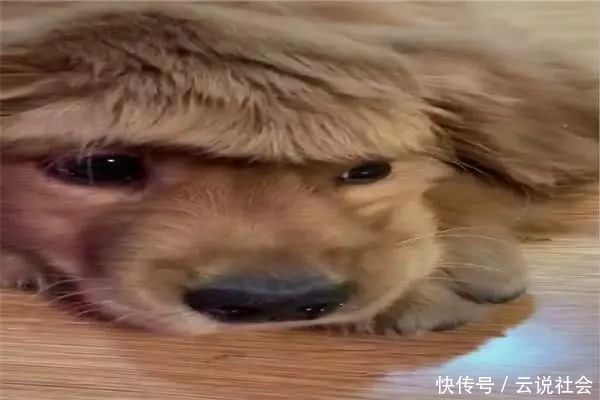 搭配|主人给小金毛梳了齐刘海造型,再搭配上单纯无辜的小眼神,好可爱