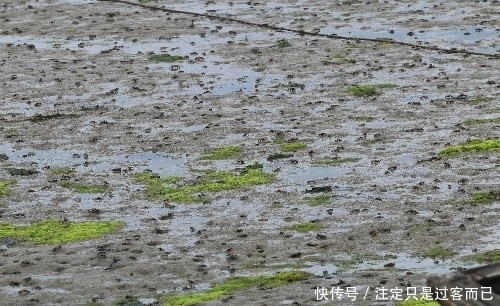 集结|百万泛滥的螃蟹大军集结，游客见状大呼“牙根痒痒”