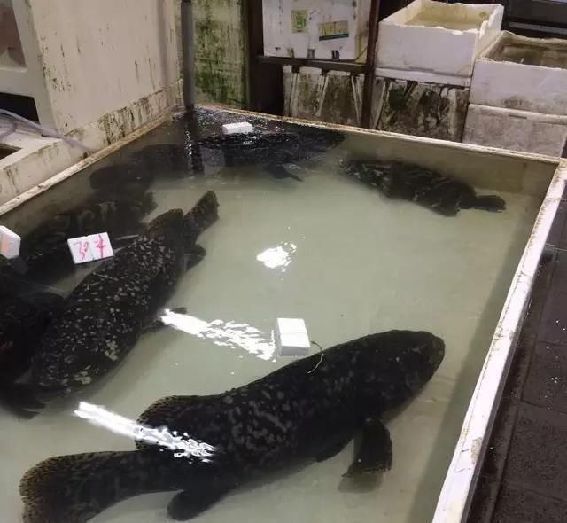 海鲜|世界上65种珍奇海鲜,贝爷都不敢说全部吃过,你吃过几种