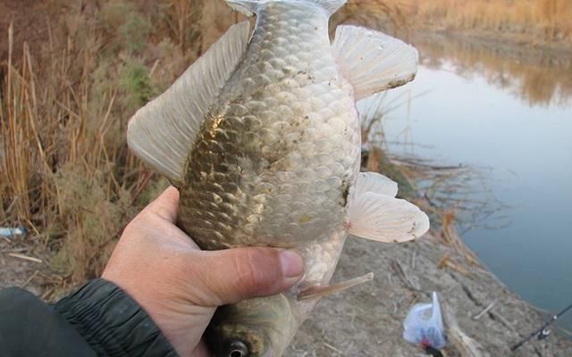 方法|夏天下风口真的好钓鱼，只是要找对位置，还要用对方法
