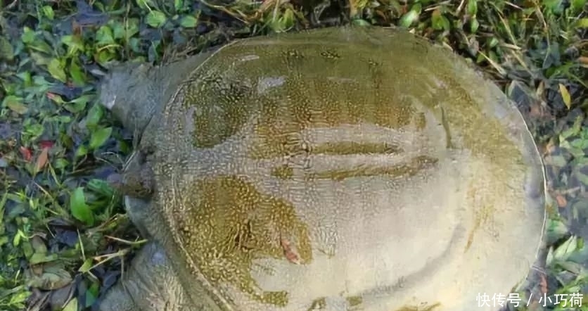 河里|全吃过的是牛人，这些农村河里的野味胜过餐厅的硬菜，你吃过么