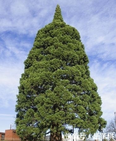 颗红杉树|为了挪动一棵360多吨重的树，开发商花费了200万元