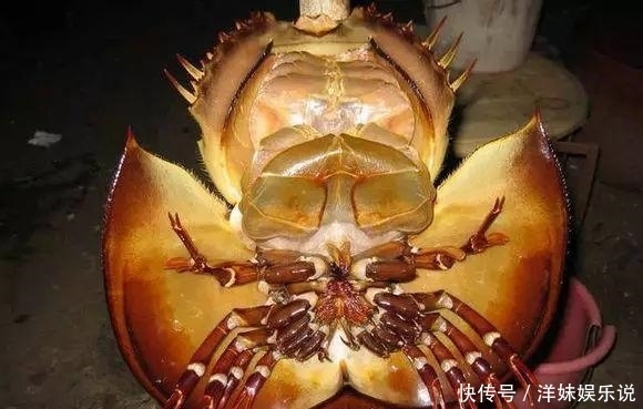 海鲜|海鲜大全, 你能认出多少