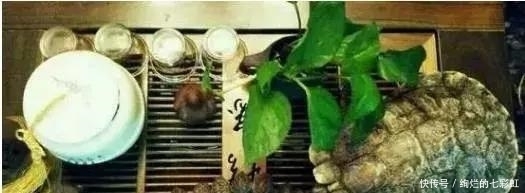 乌龟|文玩人“盘”活乌龟,还能“挂瓷”你能接受吗?