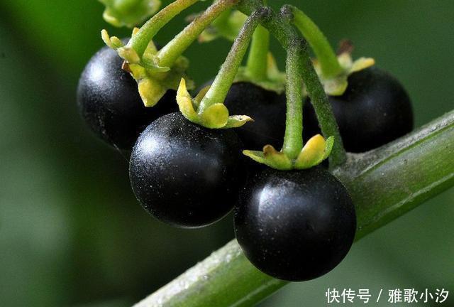 小时候|秋天,漫山遍野都是小时候吃过的“野味”,你还认得几种?