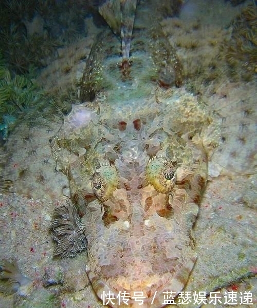 博氏孔鲬|海洋“假面舞会”开场!顶级“伪装大师”就是它!