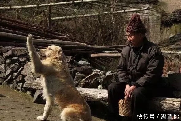 奶奶|老农从狗肉店救下了一只金毛犬,此后的金毛这样报恩