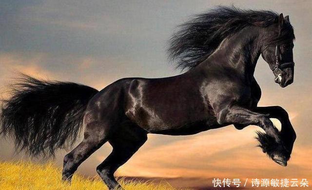 猪肉|有吃猪肉,羊肉,牛肉,为啥没人吃马肉看后才知,原因很真实