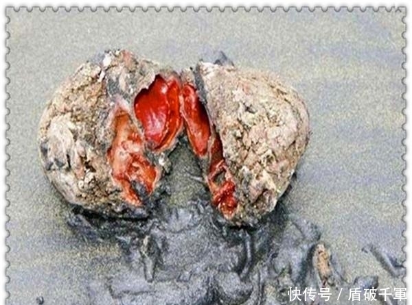  孩子|90后男子带孩子海边度假发现会流血的怪石 , 切开后, 恍然大悟