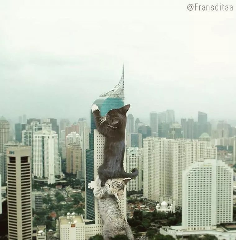 哥斯拉|要是小猫咪突然变成了庞然大物,这个世界会是什么样的