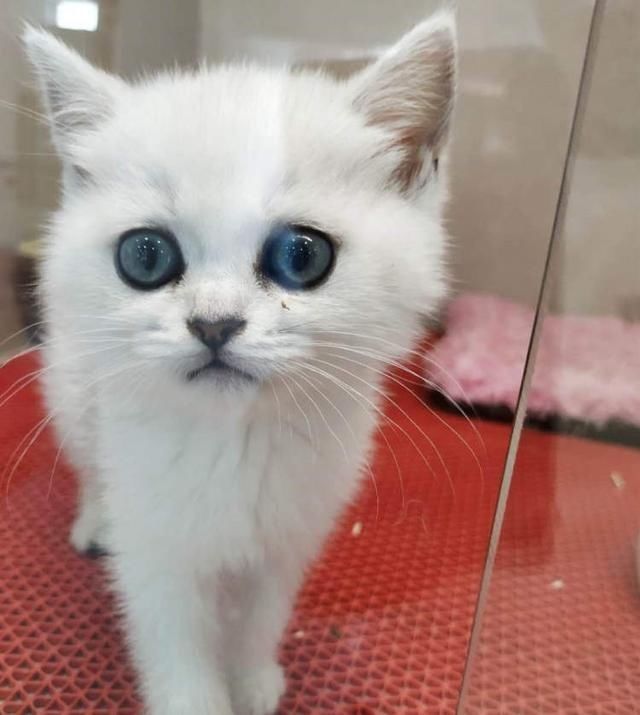  薛某|男子潜入宠物店偷走16只名贵小猫，3只小猫因眼睛受伤化脓死亡