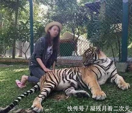 屁股|妹子，都说了老虎的屁股摸不得，你的胆子也真是够大的了，厉害了