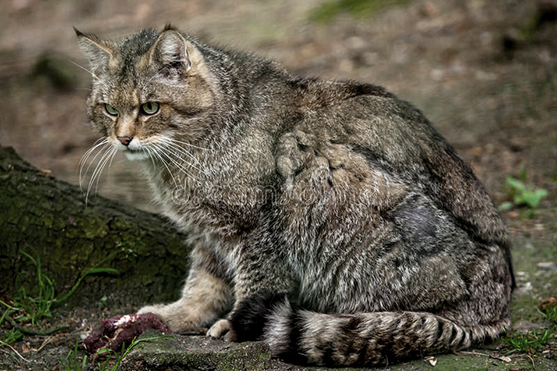 野猫|濒临灭绝物种 · 小型猫科动物 —— 野猫