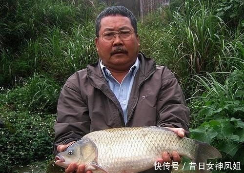  工程鲫|一年生长两三斤，经常被用来冒充土鲫鱼，消费者很难分辨