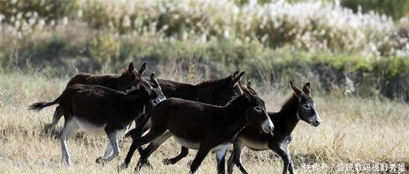 失血|过年送人的阿胶不过是天价的水煮驴皮, 更可能成为慢性毒药!