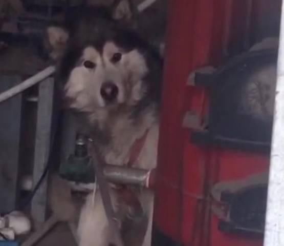  主人|带着哈士奇遛弯，碰到一只母狗后，二哈的表情亮了