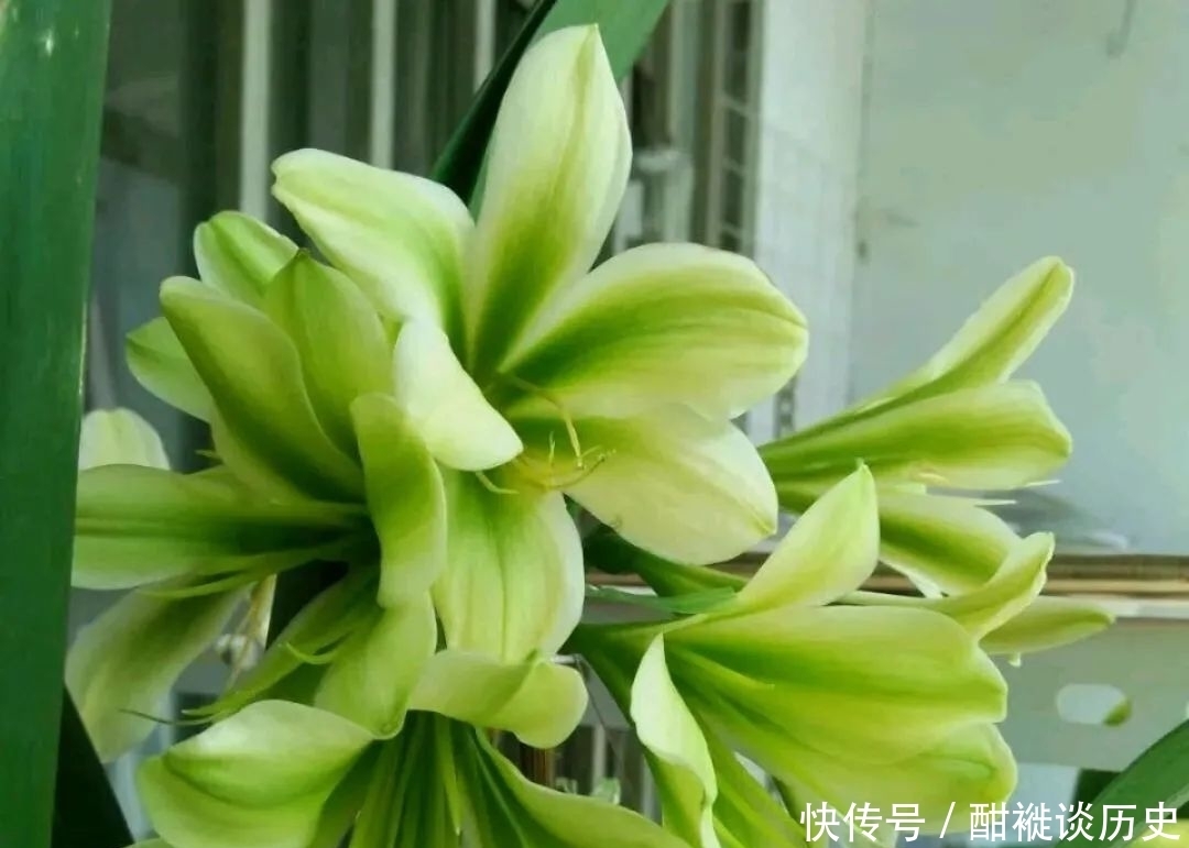 环境|养半年的君子兰盆栽,最近叶片越来越黄,可以直接换盆吗?