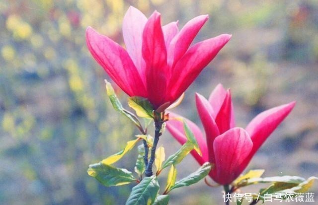  冷弃幽芳|不因秋冷弃幽芳。请欣赏七绝.咏秋兰