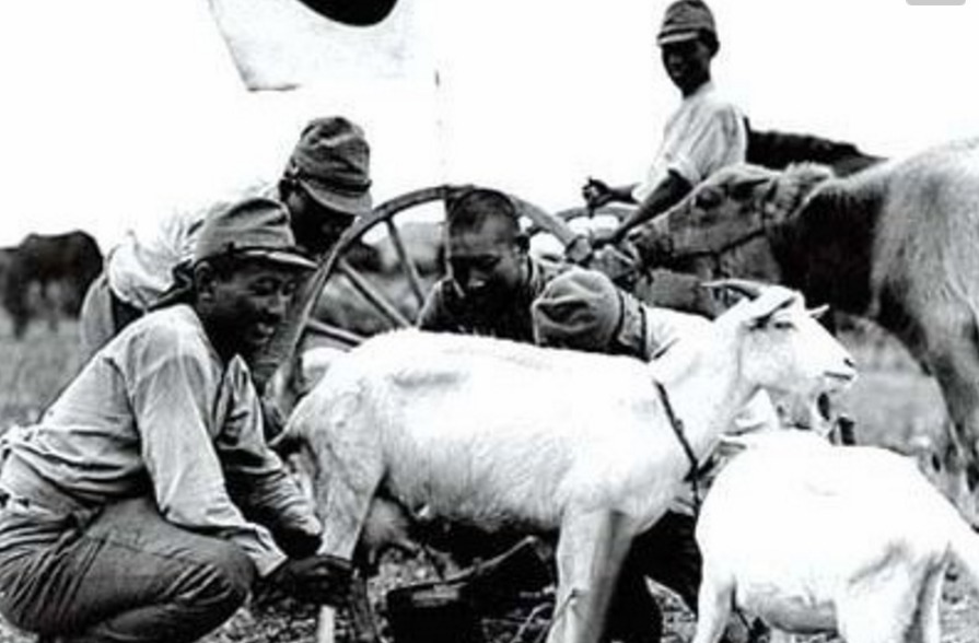  老母鸡|鬼子来扫荡，枪挑老母鸡，鬼子饿的眼冒绿光，地主家里没余粮了！